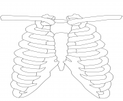 Printable rib cage coloring pages