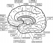 Printable Brain Anatomy Neuroanatomy coloring pages
