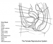 Printable female reproductive system worksheet coloring pages
