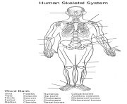 Printable human skeletal system worksheet coloring pages