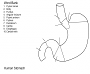 Printable human stomach worksheet coloring pages