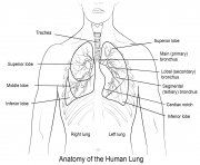 Printable anatomy of the human lungs coloring pages