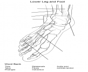Printable foot bones anatomy worksheet coloring pages