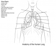 Printable human lungs worksheet coloring pages