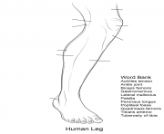 Printable human leg anatomy worksheet coloring pages