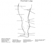 Printable human leg worksheet coloring pages
