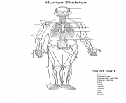 Printable human skeleton worksheet coloring pages