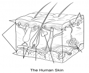 Printable human skin coloring pages