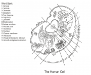 Printable human cell worksheet coloring pages