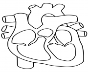 Printable human heart coloring pages