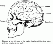 Printable left side of the brain coloring pages