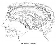 Printable human brain coloring pages