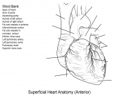 Printable human heart worksheet by Yulia Znayduk coloring pages