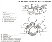 Printable human circulatory system worksheet by Yulia Znayduk coloring pages