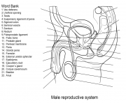 Printable male reproductive system worksheet coloring pages