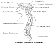 Printable central nervous system coloring pages