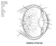 Printable human eye anatomy worksheet coloring pages