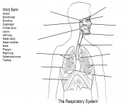 Printable respiratory system worksheet coloring pages