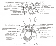 Printable human circulatory system by Yulia Znayduk coloring pages