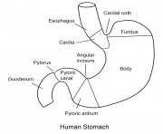 Printable human stomach coloring pages