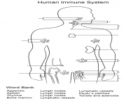 Printable immune system worksheet coloring pages