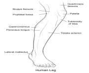human leg front view