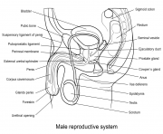 male reproductive system