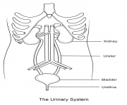 Digestive System Coloring Pages Printable