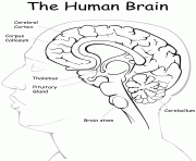 Printable the human brain coloring pages