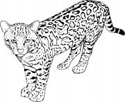 Printable leopard panther a member of the Felidae coloring pages