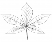 ohio buckeye leaf