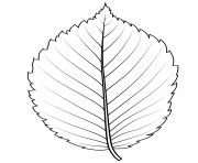american elm leaf