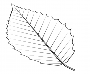 american beech leaf