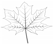 norway maple leaf