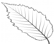 american hornbeam leaf
