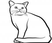 Printable american shorthair cat coloring pages