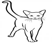 Printable abyssinian cat coloring pages