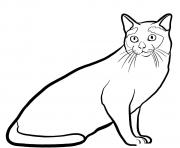 Printable tonkinese cat coloring pages
