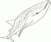 Printable whale shark coloring pages