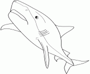 Printable tiger shark coloring pages