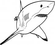 Swimming Lemon Shark