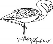 Printable James Flamingo coloring pages