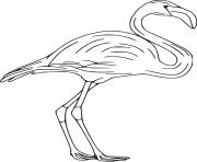 Printable Lesser Flamingo coloring pages