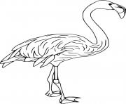 Printable American Flamingo coloring pages