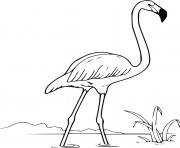 Printable Andean Flamingo coloring pages