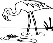Printable Flamingo Finding Food coloring pages