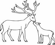 Printable white tailed deer with her baby coloring pages