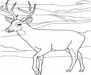 Printable whitetail and the mountain coloring pages