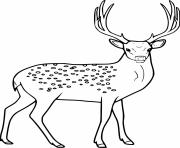 Huge Elegant Deer