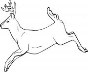 Printable running white tailed deer coloring pages